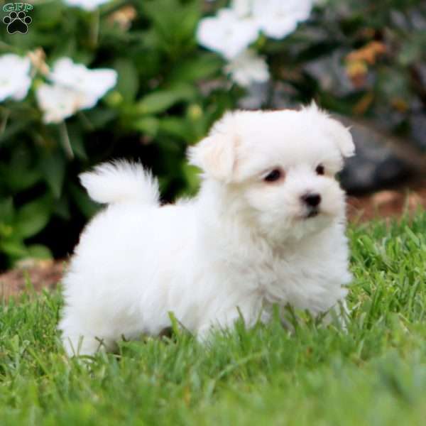 Zoey, Maltese Puppy