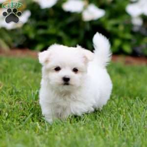 Zoey, Maltese Puppy