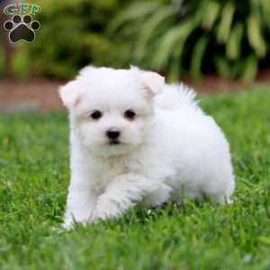 Zoey, Maltese Puppy