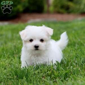 Zoey, Maltese Puppy