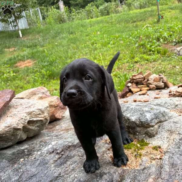 Mountian, Chocolate Labrador Retriever Puppy