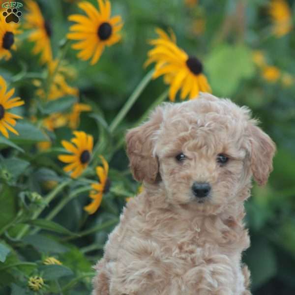 Ace, Mini Goldendoodle Puppy