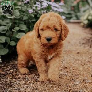 Badger, Goldendoodle Puppy