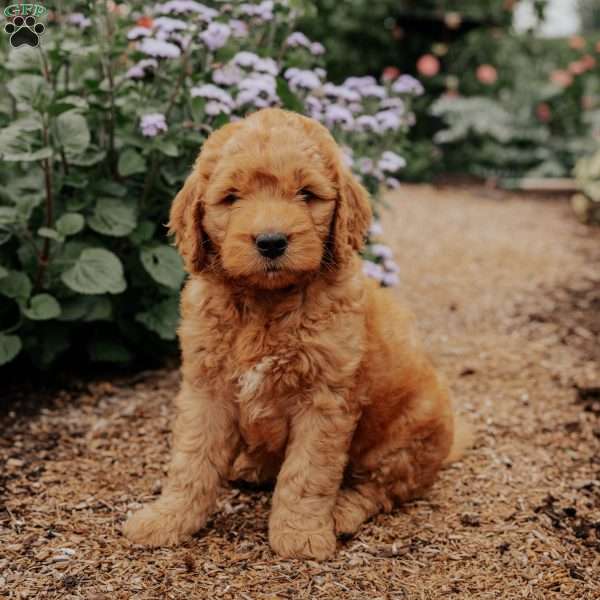 Badger, Goldendoodle Puppy