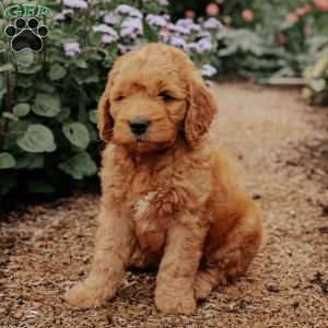Badger, Goldendoodle Puppy