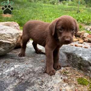 Hemlock, Chocolate Labrador Retriever Puppy