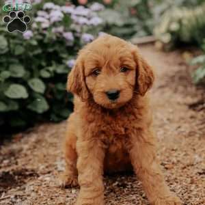Baker, Goldendoodle Puppy