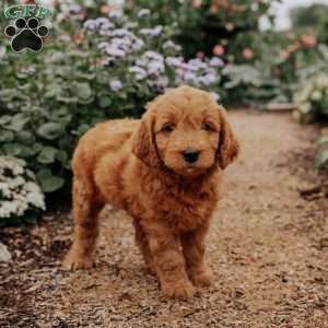 Baker, Goldendoodle Puppy