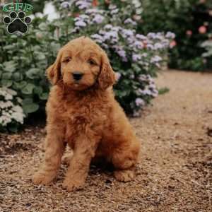 Baker, Goldendoodle Puppy