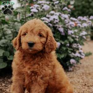 Baker, Goldendoodle Puppy