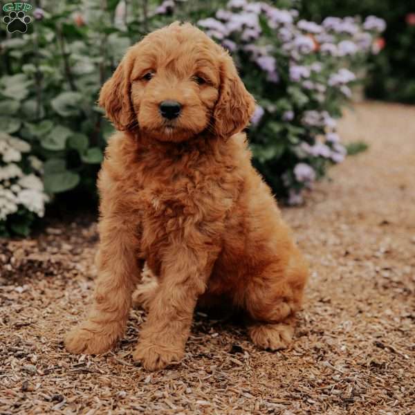 Baker, Goldendoodle Puppy