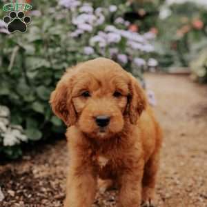 Bambie, Goldendoodle Puppy