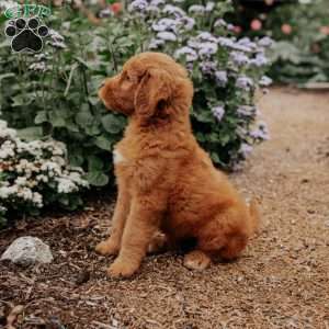 Bambie, Goldendoodle Puppy