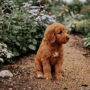 Bambie, Goldendoodle Puppy