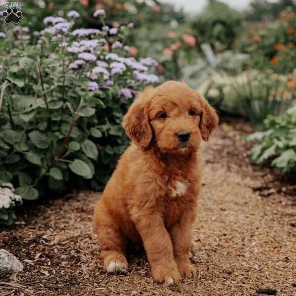 Bambie, Goldendoodle Puppy