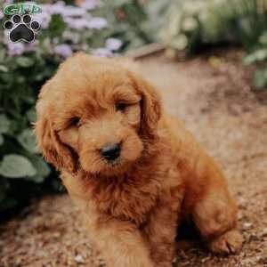 Barbie, Goldendoodle Puppy