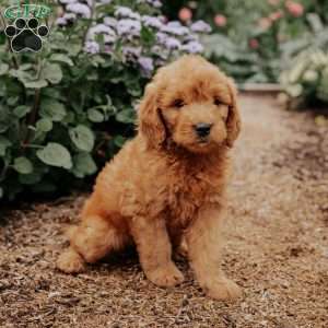 Barbie, Goldendoodle Puppy