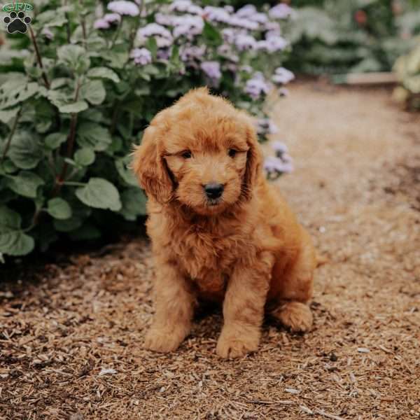 Barbie, Goldendoodle Puppy