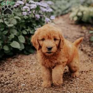 Barbie, Goldendoodle Puppy