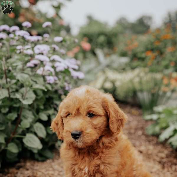Bear, Goldendoodle Puppy