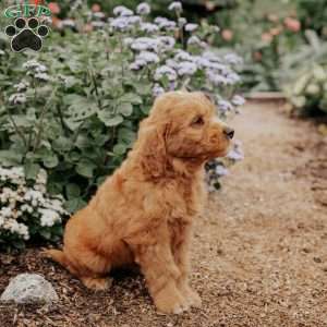 Bear, Goldendoodle Puppy