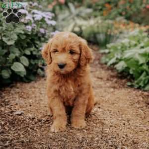 Bear, Goldendoodle Puppy