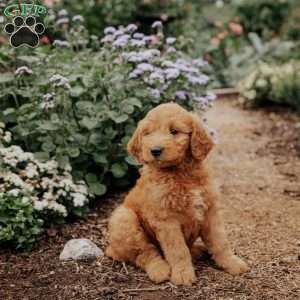 Bella, Goldendoodle Puppy