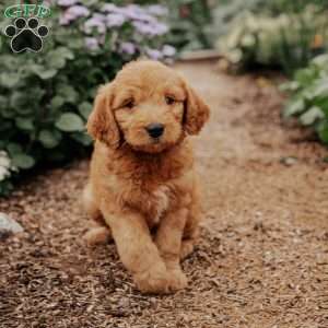 Bella, Goldendoodle Puppy