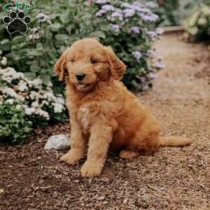 Bella, Goldendoodle Puppy