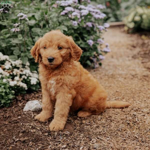 Bella, Goldendoodle Puppy
