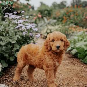 Bengal, Goldendoodle Puppy