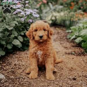 Bengal, Goldendoodle Puppy