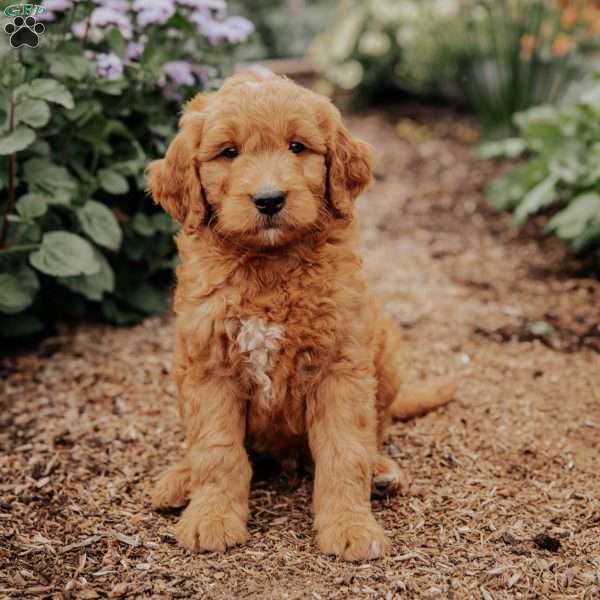 Bengal, Goldendoodle Puppy