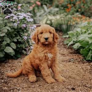 Bengal, Goldendoodle Puppy