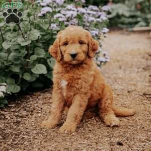 Bengal, Goldendoodle Puppy