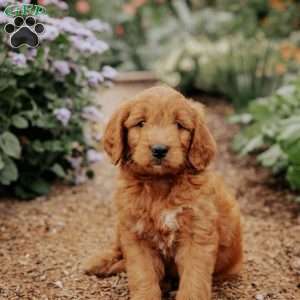 Benny, Goldendoodle Puppy