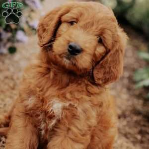 Benny, Goldendoodle Puppy