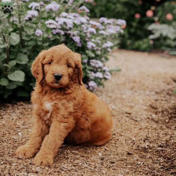Benny, Goldendoodle Puppy