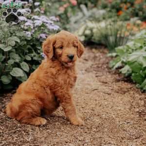 Benny, Goldendoodle Puppy