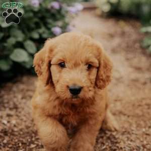 Brady, Goldendoodle Puppy