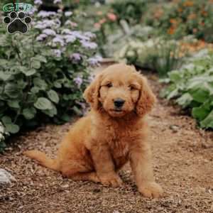 Brady, Goldendoodle Puppy