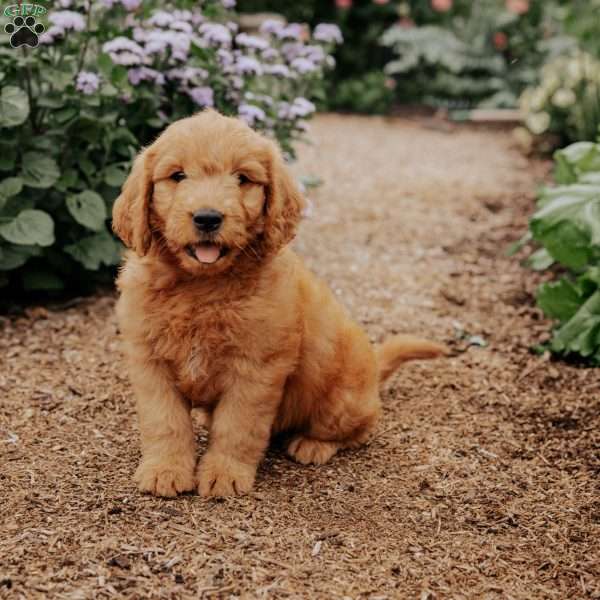 Brady, Goldendoodle Puppy