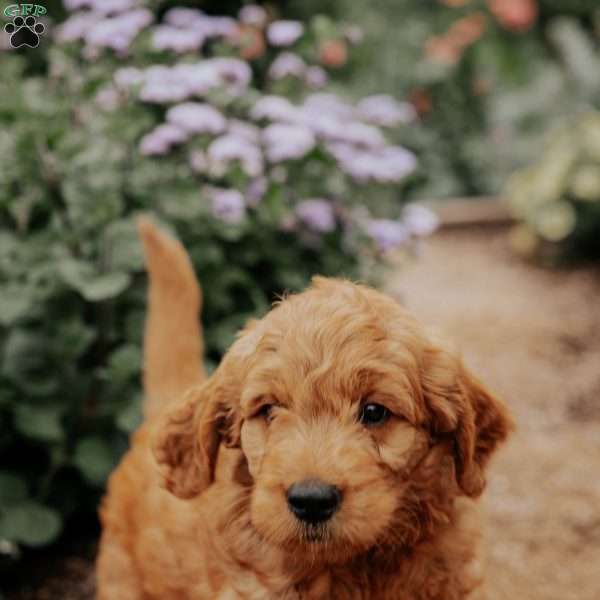 Buddy, Goldendoodle Puppy