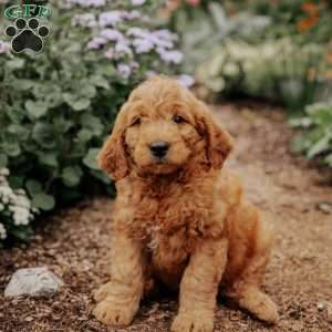 Buddy, Goldendoodle Puppy