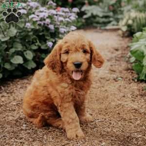 Buddy, Goldendoodle Puppy