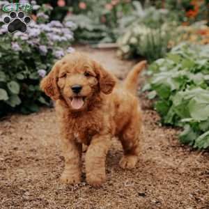 Buddy, Goldendoodle Puppy