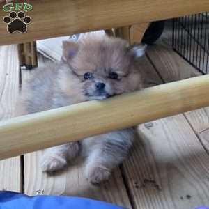Bunny Boo, Pomeranian Puppy