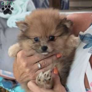 Bunny Boo, Pomeranian Puppy