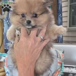 Bunny Boo, Pomeranian Puppy