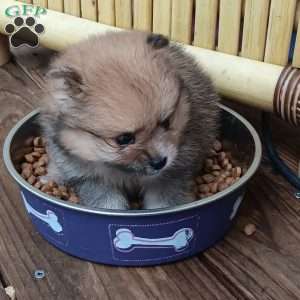 Bunny Boo, Pomeranian Puppy